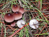 Mycena purpureofusca image