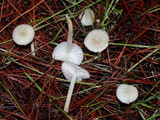 Marasmius calhouniae image