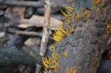 Calocera cornea image