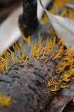 Calocera cornea image