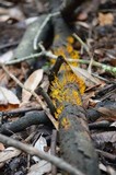 Calocera cornea image