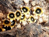 Sphaerobolus stellatus image