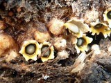 Sphaerobolus stellatus image