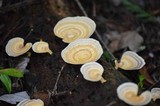 Microporellus obovatus image