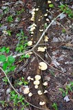 Microporellus obovatus image