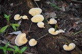 Microporellus obovatus image