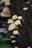 Microporellus obovatus image
