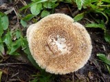 Lentinus berteroi image