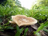 Lentinus berteroi image