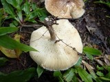 Lentinus berteroi image