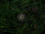 Coprinellus impatiens image