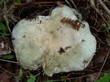 Russula virescens image