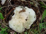 Russula virescens image