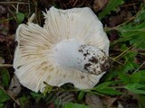 Russula virescens image