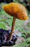 Gymnopilus ferruginosus image