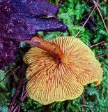 Gymnopilus ferruginosus image