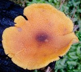 Gymnopilus ferruginosus image