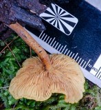 Gymnopilus ferruginosus image