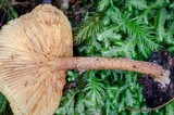 Gymnopilus ferruginosus image