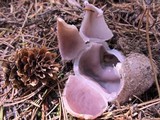 Sarcosphaera coronaria image