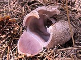 Sarcosphaera coronaria image