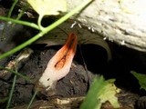 Pseudocolus fusiformis image