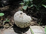 Calbovista subsculpta image