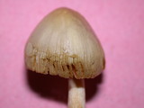 Bolbitius vitellinus image