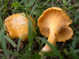 Cantharellus spectaculus image