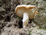 Amanita gilbertii image