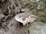 Amanita gilbertii image