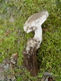 Amanita gilbertii image