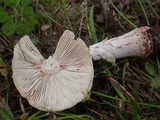 Amanita rubescens var. rubescens image