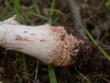 Amanita rubescens var. rubescens image