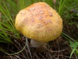 Amanita flavorubens image