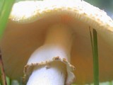 Amanita flavorubens image