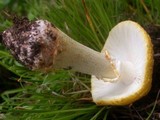 Amanita flavorubens image
