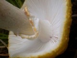 Amanita flavorubens image