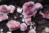 Chondrostereum purpureum image