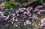 Chondrostereum purpureum image