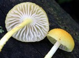 Cyptotrama chrysopepla image