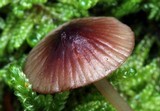 Mycena sanguinolenta image