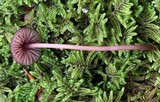 Mycena sanguinolenta image