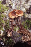 Gymnopus villosipes image