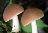 Psathyrella delineata image