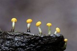 Vibrissea truncorum image