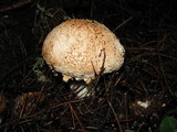 Amanita smithiana image