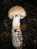 Amanita smithiana image