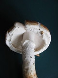 Amanita smithiana image