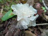 Tremella fuciformis image